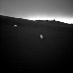 Moutons
