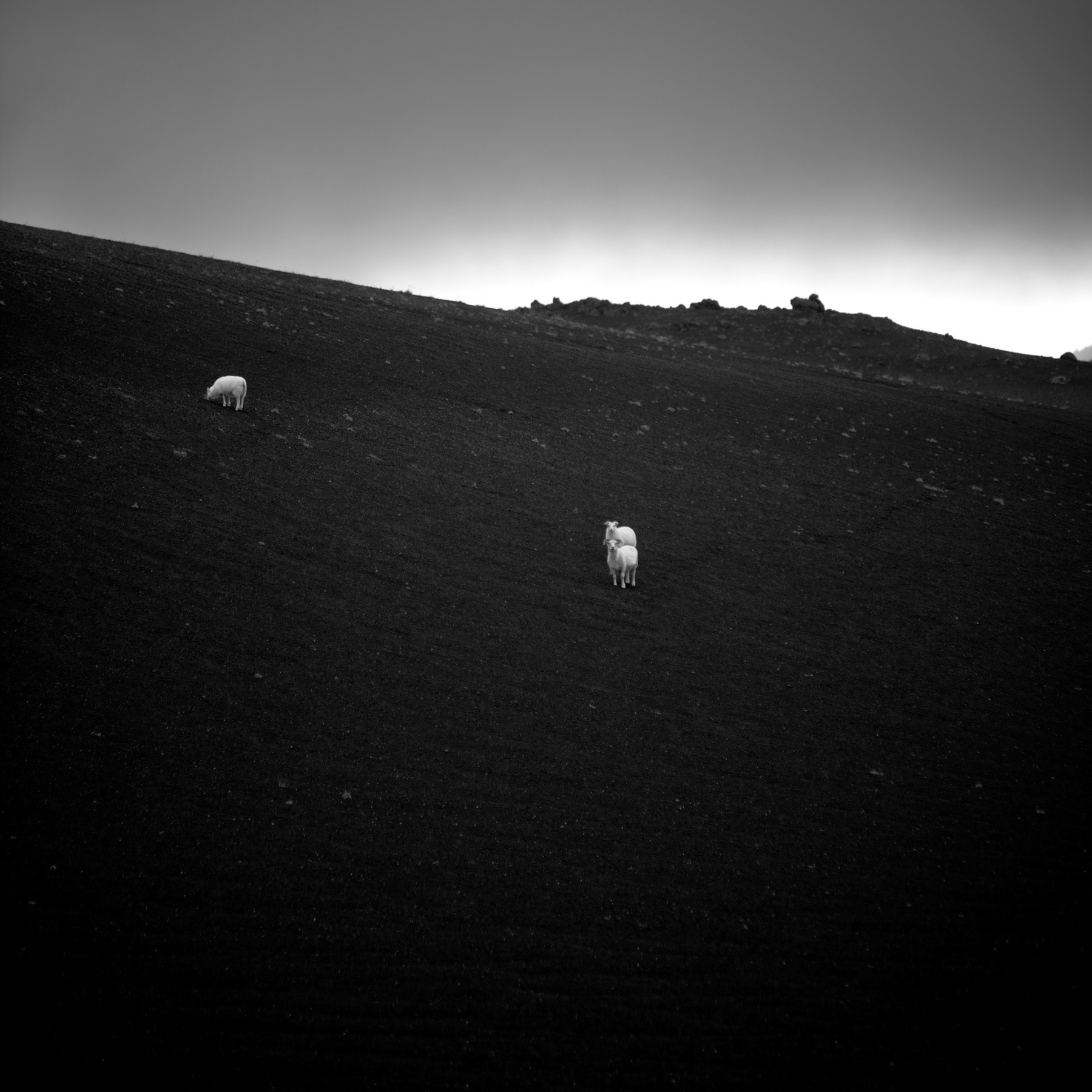 Moutons
