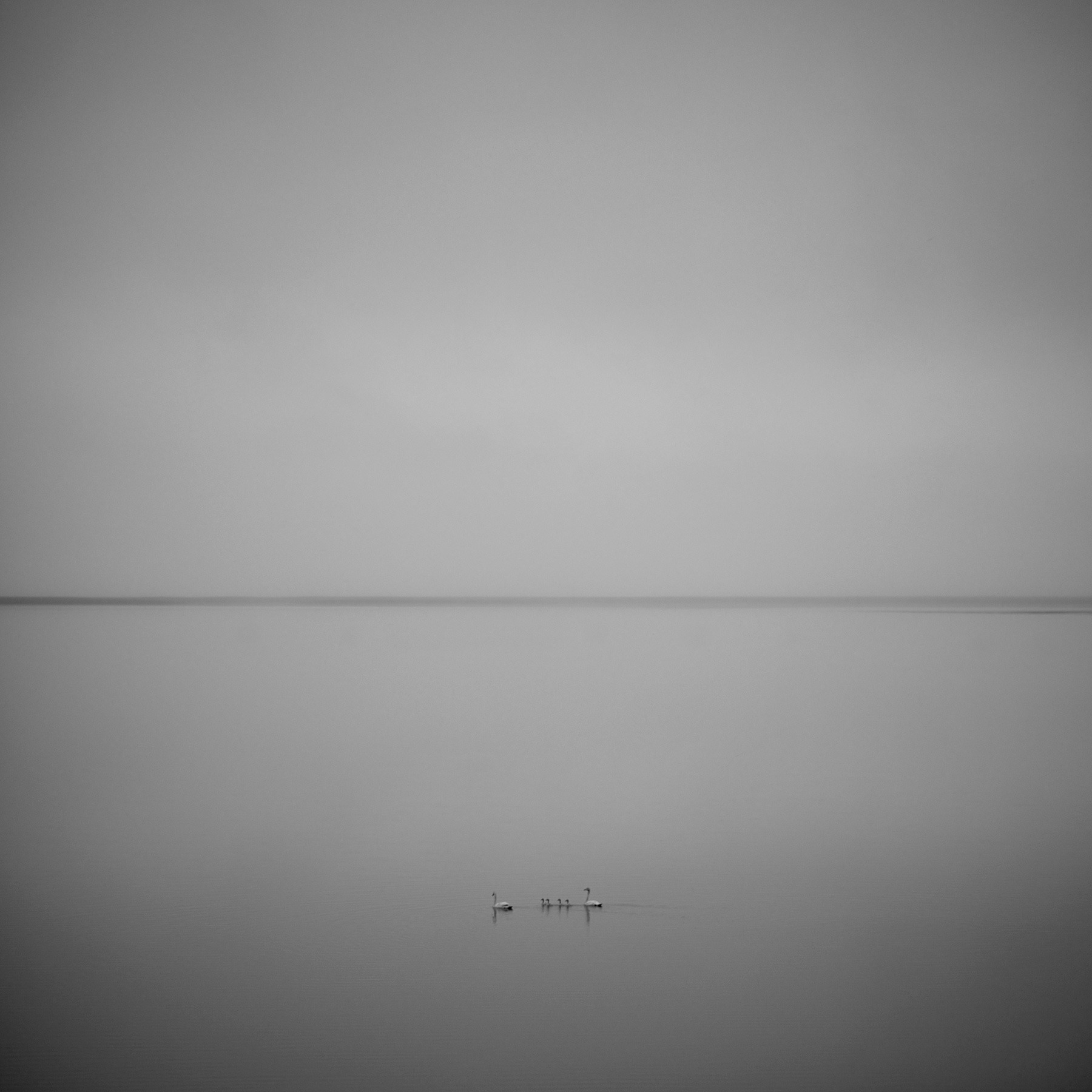 Cygnes