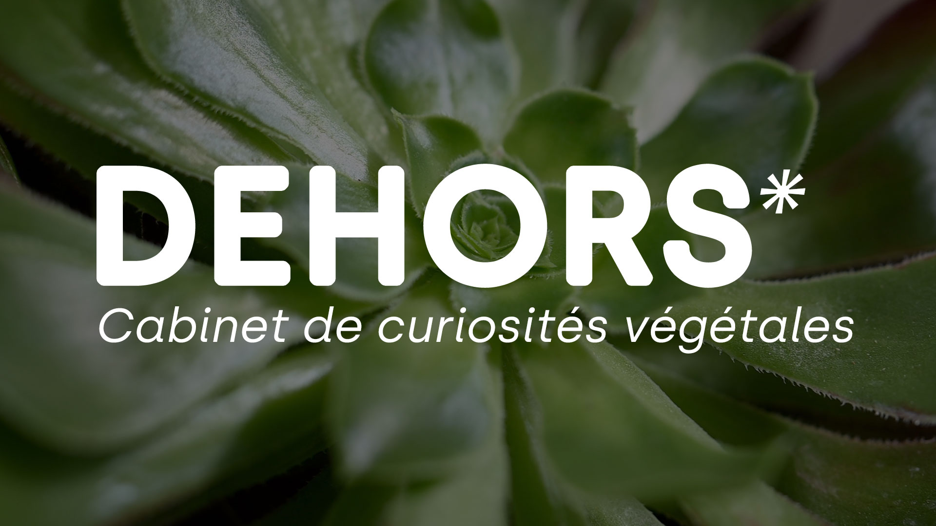 Cabinet de curiosité